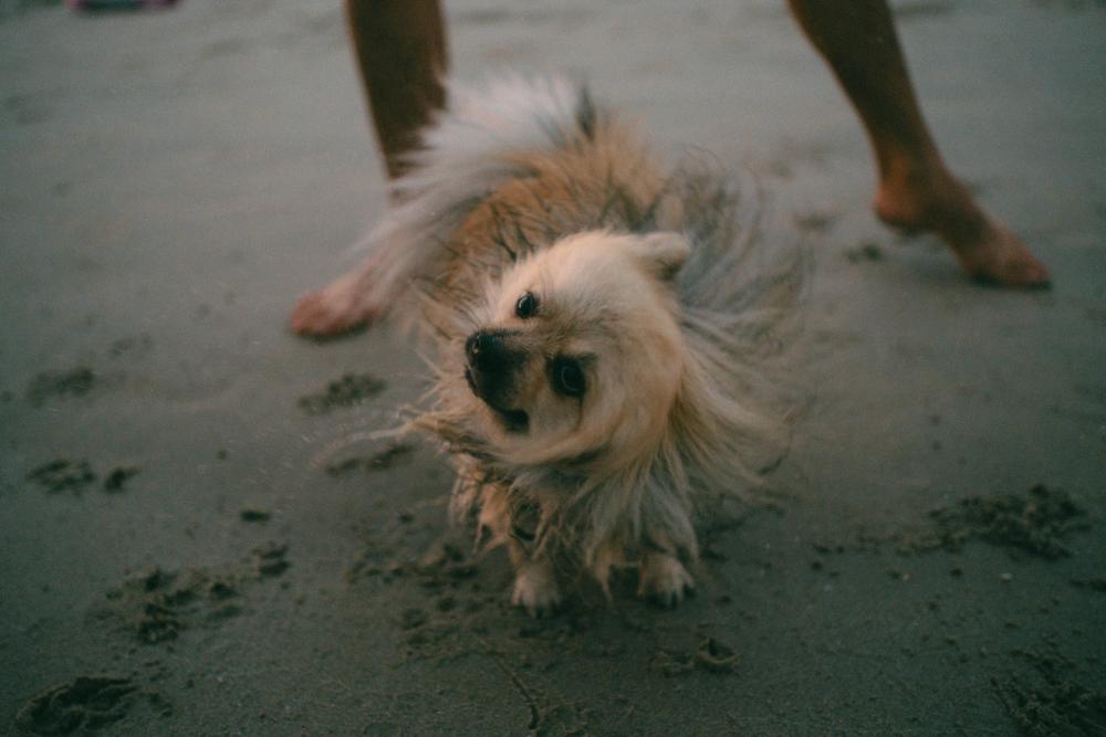Unvergessliche Ferien mit Ihrem Hund: Entdecken Sie das perfekte Blavand Ferienhaus!