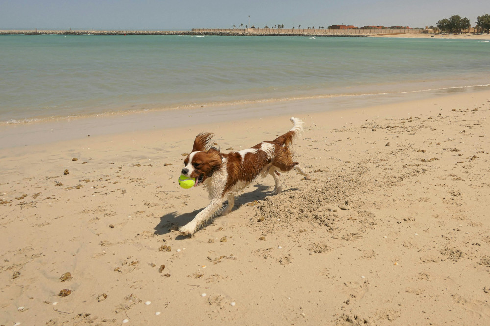 Unvergessliche Ferien mit Ihrem Hund: Entdecken Sie das perfekte Blavand Ferienhaus!